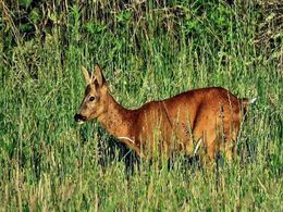 diaporama pps Bébert et les animaux 3