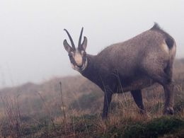 diaporama pps Les chamois du Hohneck