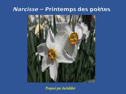 diaporama pps Narcisse printemps des poètes