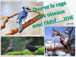 diaporama pps Nos amis oiseaux