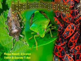 diaporama pps Insectes étranges et bizarres