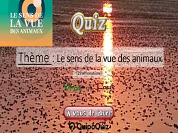 diaporama pps Quiz – Sens de la vue des animaux