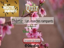 diaporama pps Quiz les insectes rampants