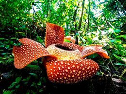 diaporama pps Rafflesia arnoldii