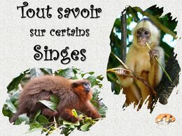 diaporama pps Tout sur les singes