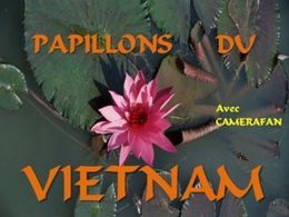 Papillons du Vietnam