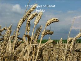 Landscapes of Banat